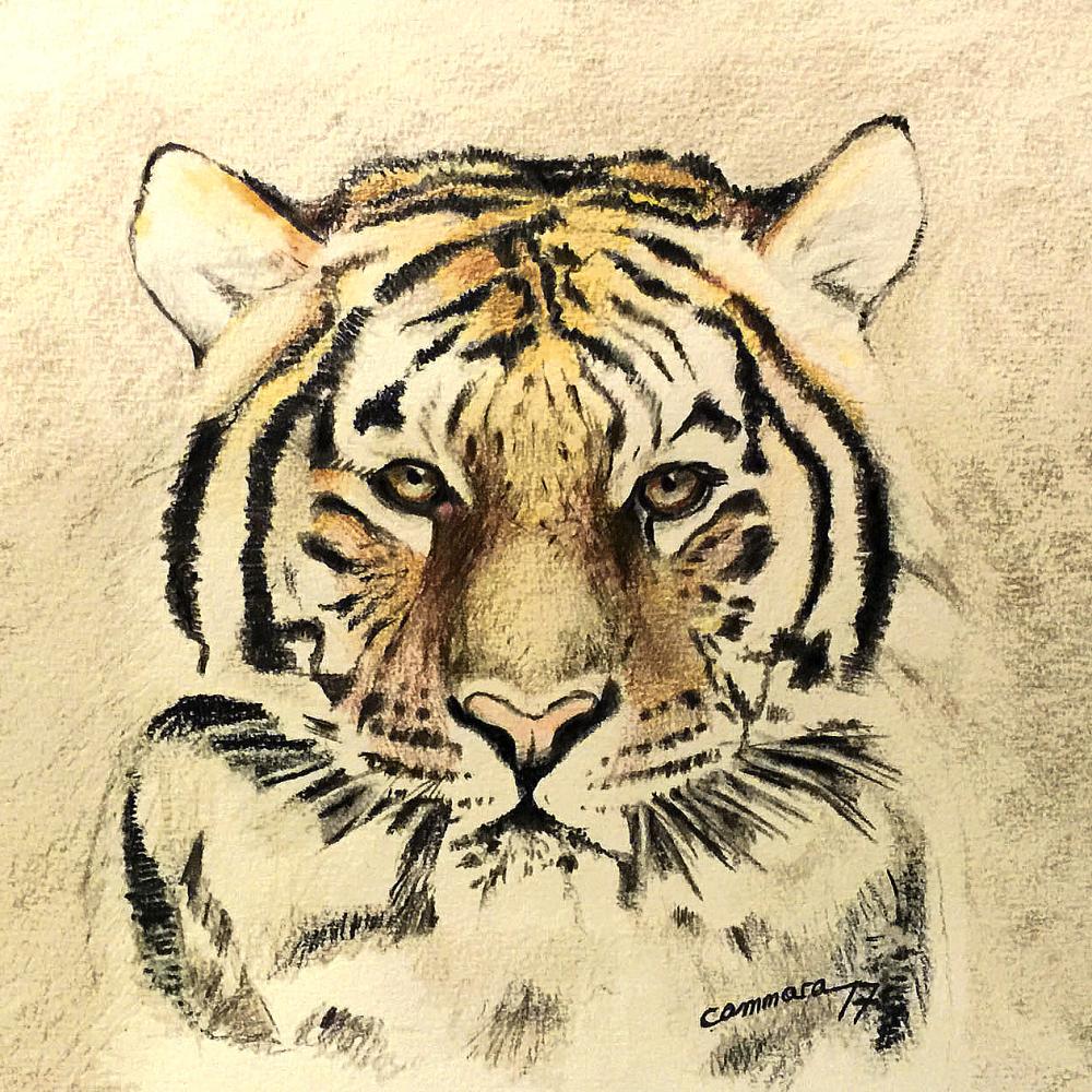 Tigre 2021
